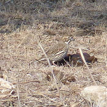 Lark Bunting