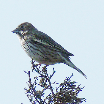 Lark Bunting