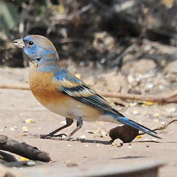 Lazuli Bunting