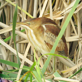 Least Bittern