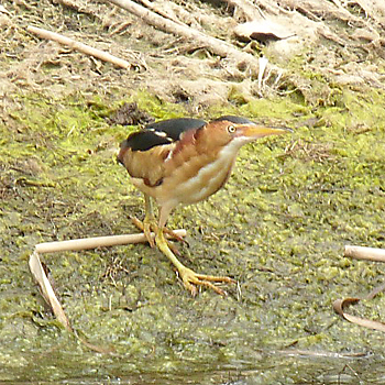 Least Bittern