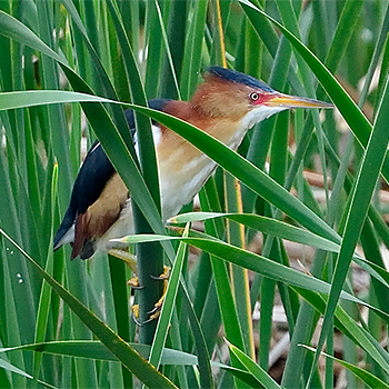 Least Bittern