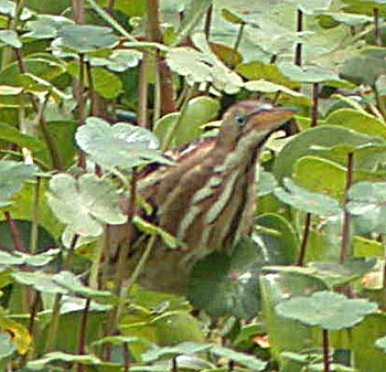 Least Bittern