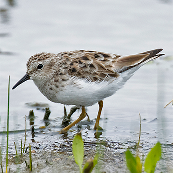 Least Sandpiper
