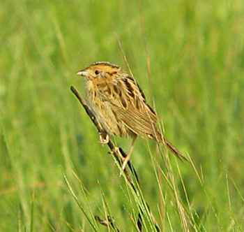 LeConte's Sparrow