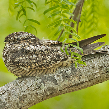 Lesser Nighthawk