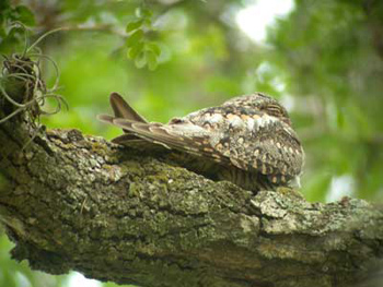 Lesser Nighthawk