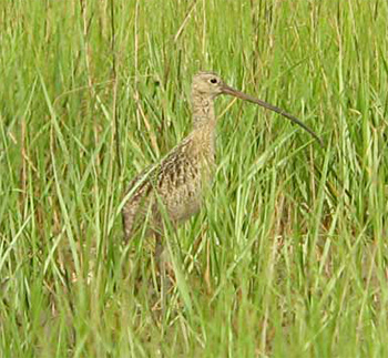 Long-billed Curlew