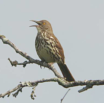 Long-billed Thrasher