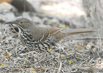 Long-billed Thrasher