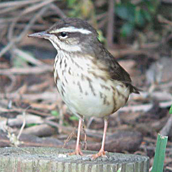 Louisiana Waterthrush
