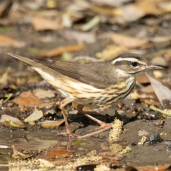 Louisiana Waterthrush