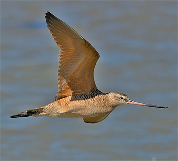 Marbled Godwit