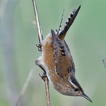 Marsh Wren