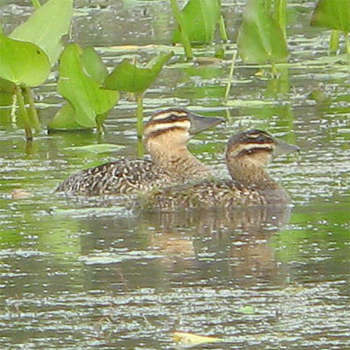Masked Ducks
