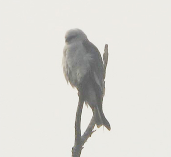 Mississippi Kite
