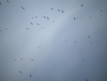 Migrating Mississippi Kites