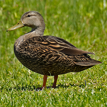Mottled Duck
