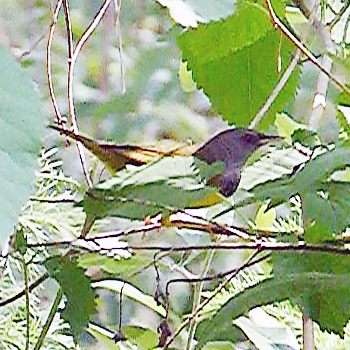 Mourning Warbler