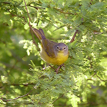 Nashville Warbler