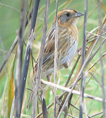 Nelson's Sparrow