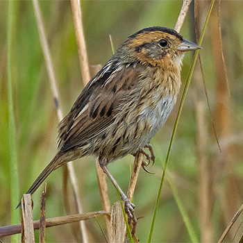 Nelson's Sparrow