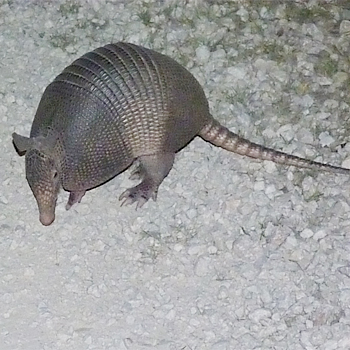 Nine-banded Armadillo