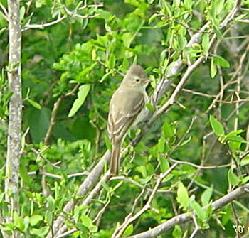 Northern Beardless-tyrannulet