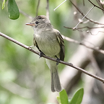 Northern Beardless-tyrannulet