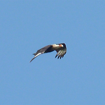 Crested Caracara