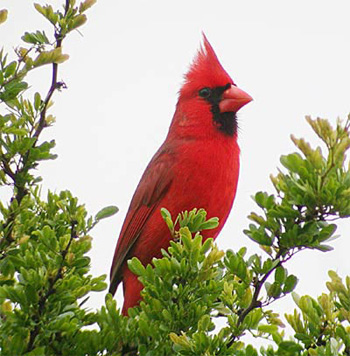 Northern Cardinal