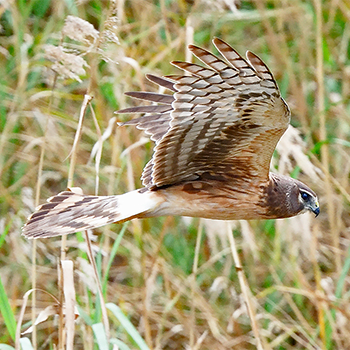 Northern Harrier