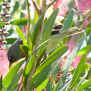 Northern Parula