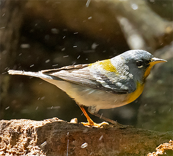 Northern Parula