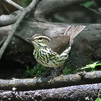 Northern Waterthrush