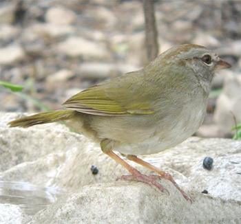 Olive Sparrow