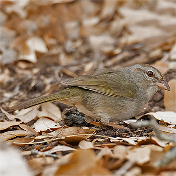 Olive Sparrow