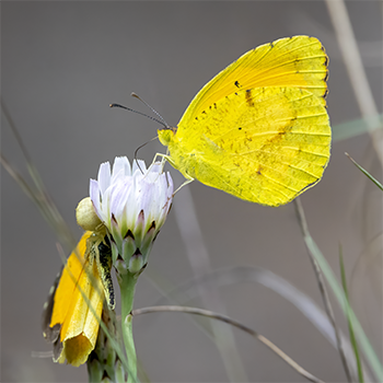 Orange Sulphur