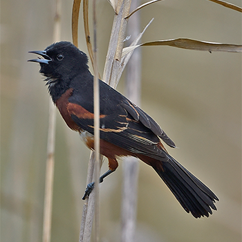 Orchard Oriole