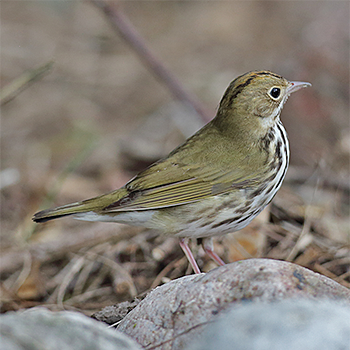 Ovenbird