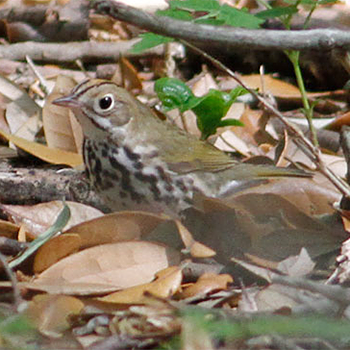 Ovenbird