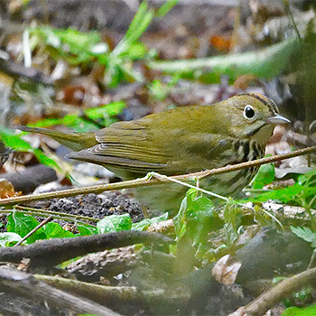 Ovenbird