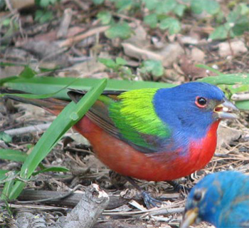 Painted Bunting