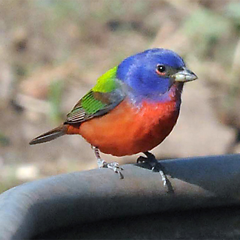 Painted Bunting