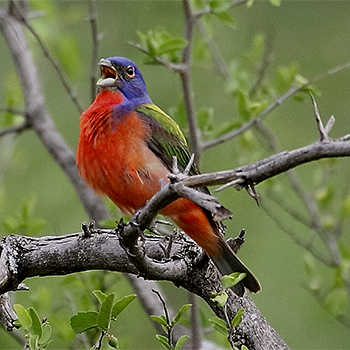Painted Bunting