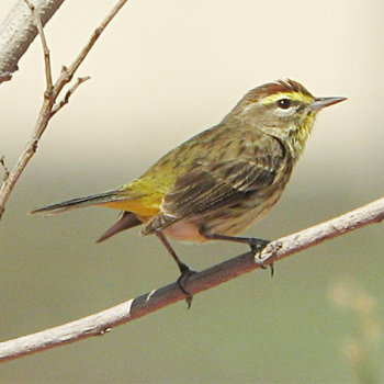 'Western' Palm Warbler
