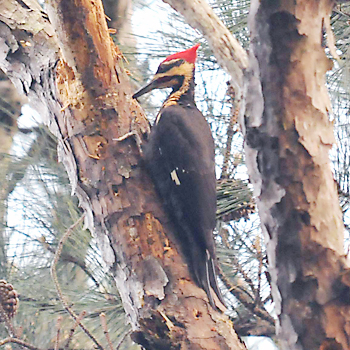 Pileated Woodpecker