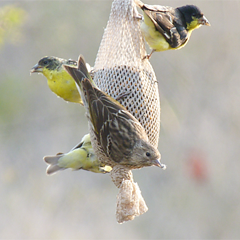 Pine Siskin and Lesser Goldfinches