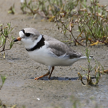 Piping Plover