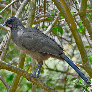 Plain Chachalaca